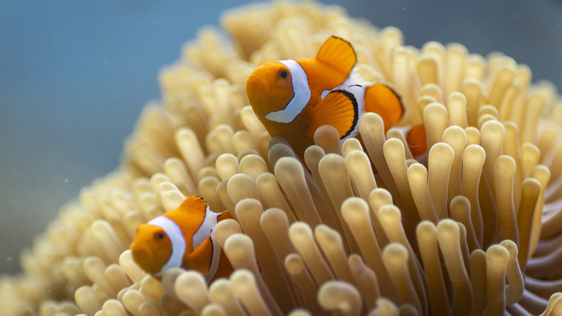 Ocean With David Attenborough Isn’t Just A Documentary; It’s a Wake-Up Call